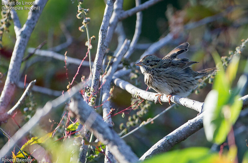 Lincoln's Sparrow