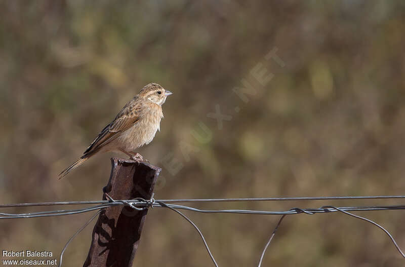 Lark-like Buntingjuvenile, identification