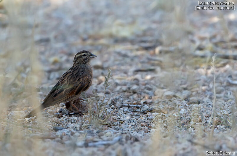 Bruant des rochers