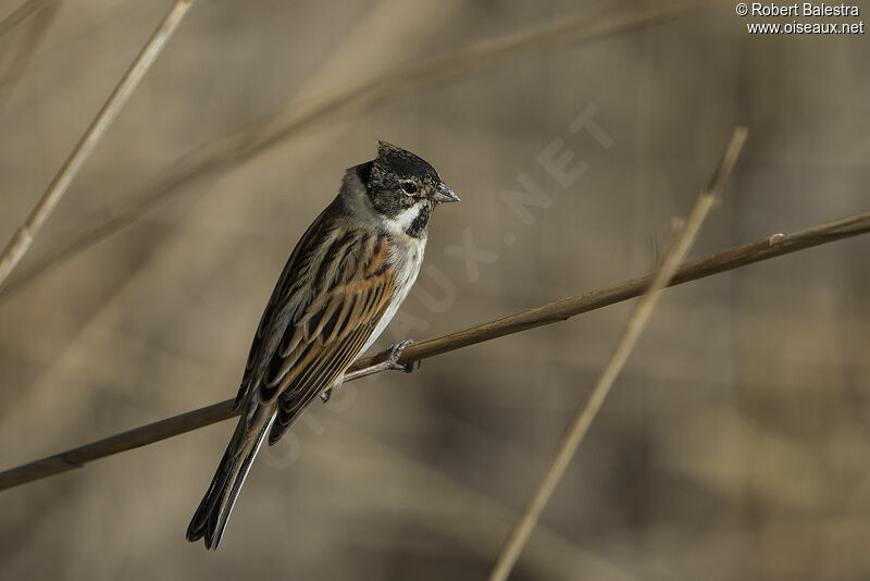 Common Reed Bunting male adult