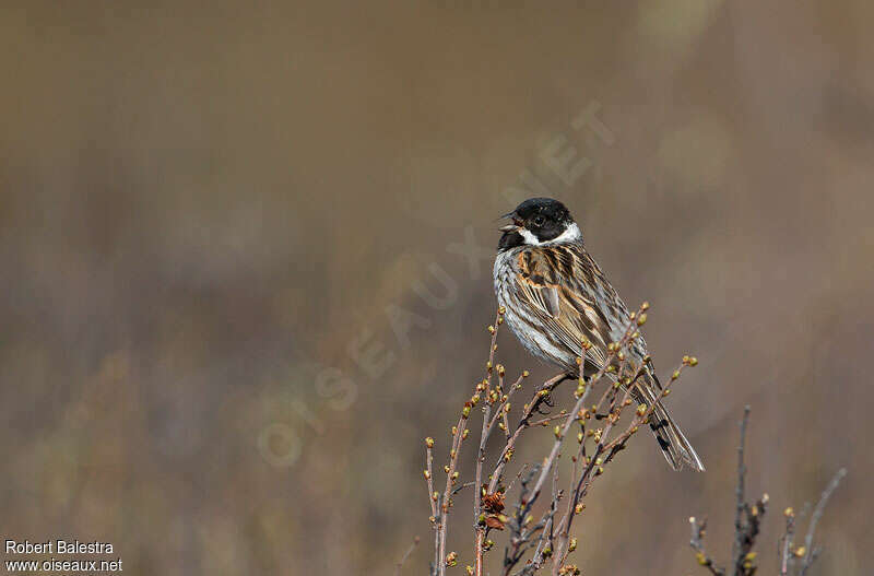 Common Reed Bunting male adult, song