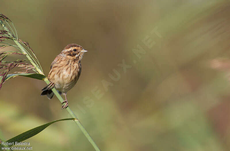 Common Reed Buntingjuvenile, identification