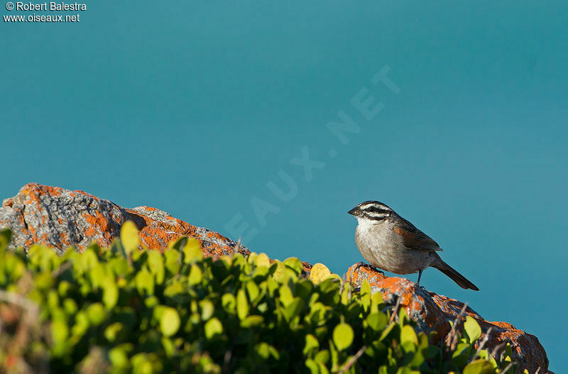 Bruant du Cap