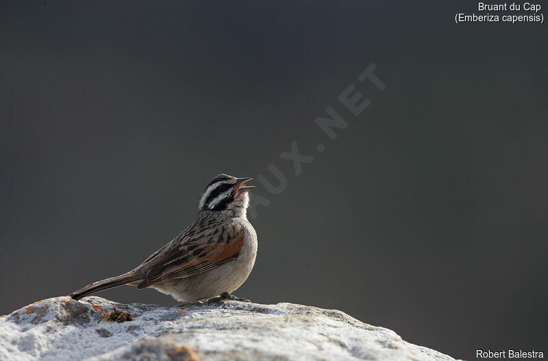 Cape Bunting