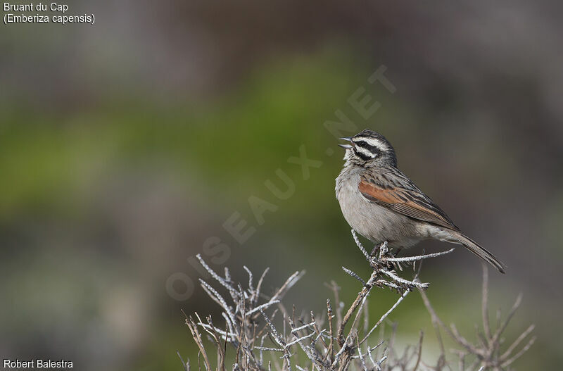 Cape Bunting