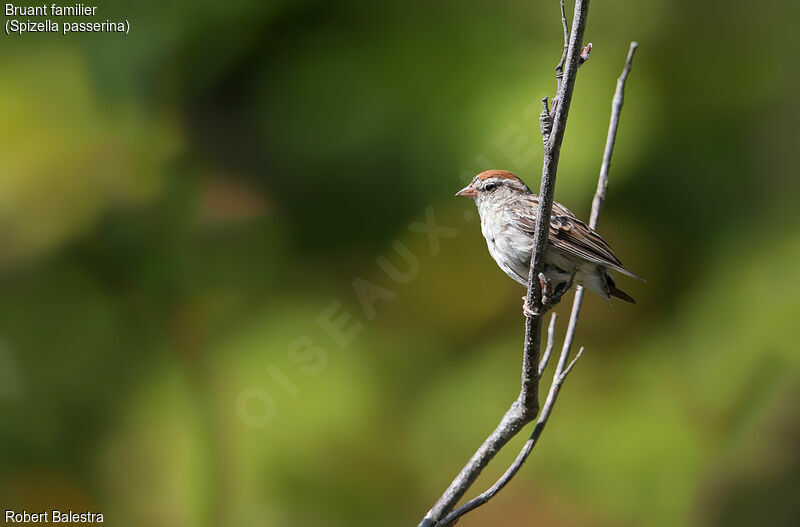 Chipping Sparrow