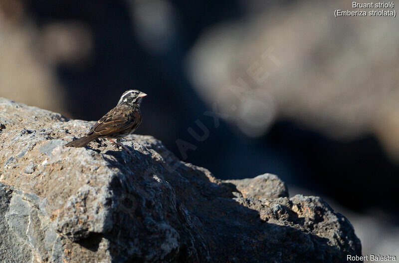 Striolated Bunting male