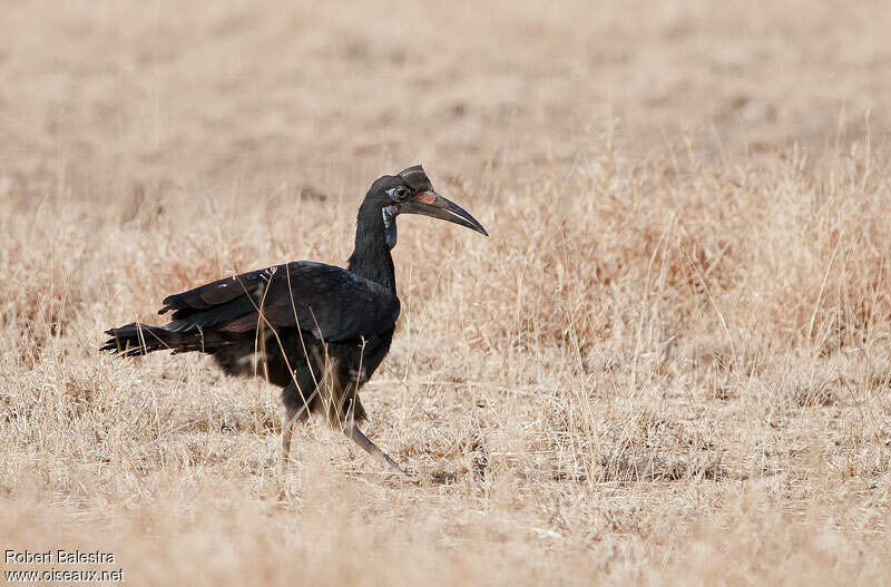 Abyssinian Ground Hornbill female adult