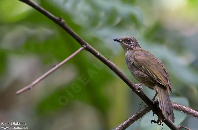 Olive-winged Bulbuladult, identification