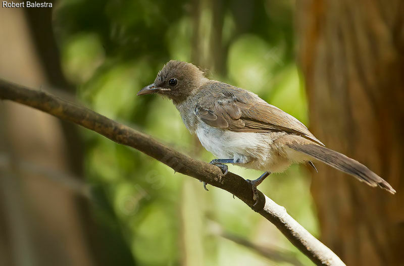 Common Bulbuljuvenile