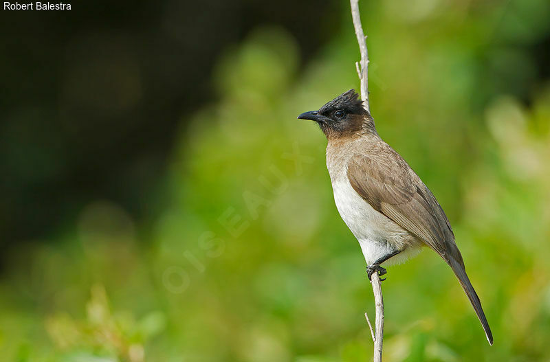 Bulbul tricolore