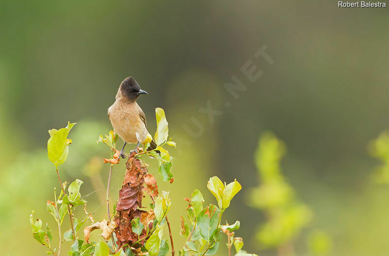 Dark-capped Bulbul