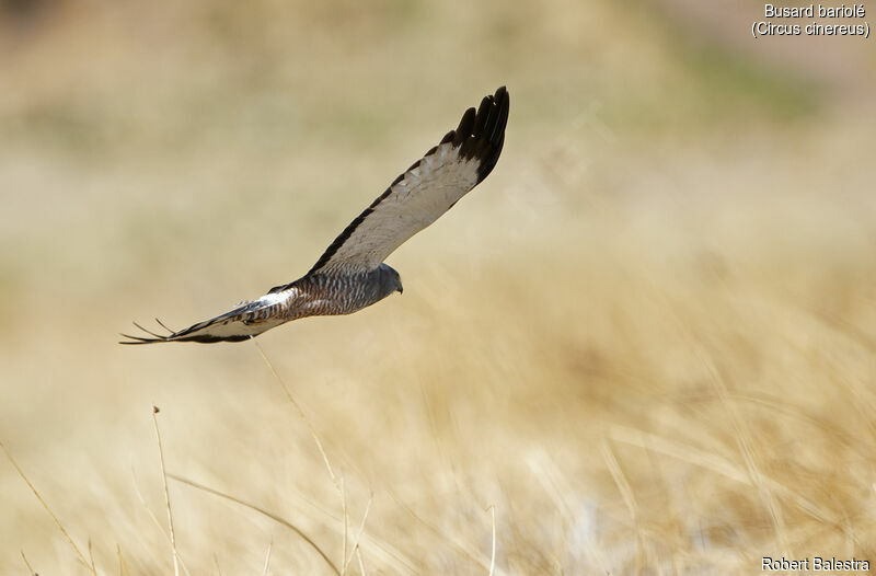 Cinereous Harrier