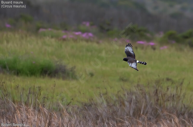 Black Harrier