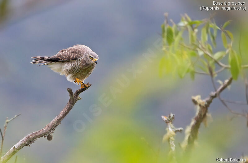 Roadside Hawk