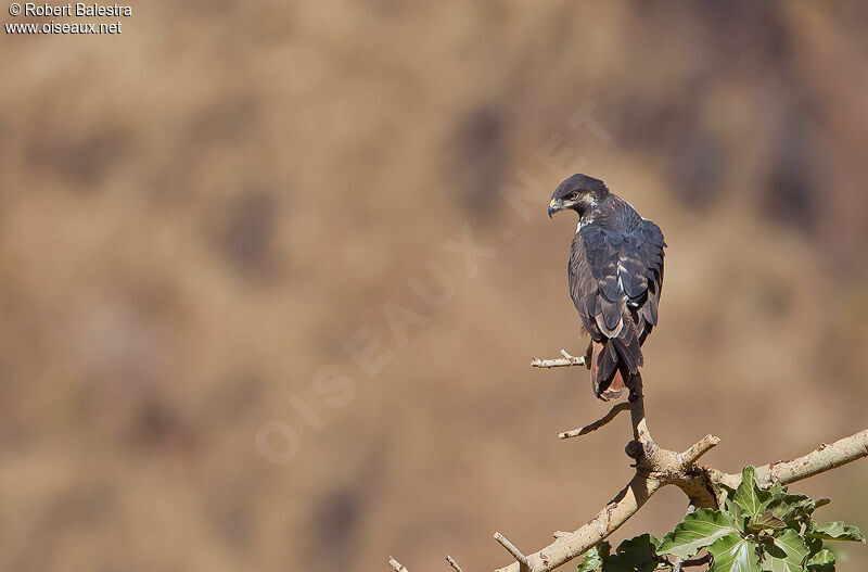 Augur Buzzard