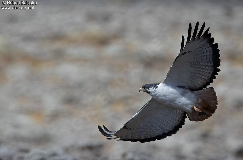 Augur Buzzard