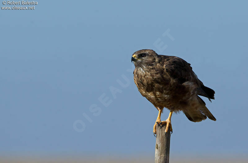 Common Buzzard (vulpinus)