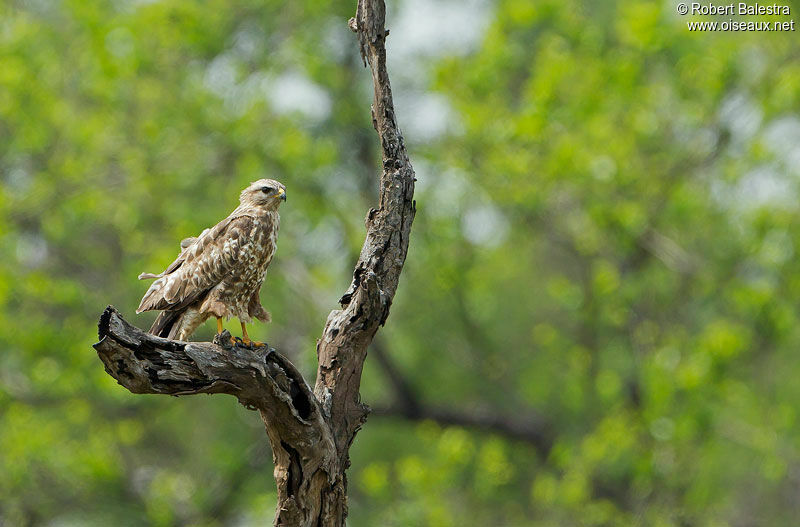 Common Buzzard (vulpinus)