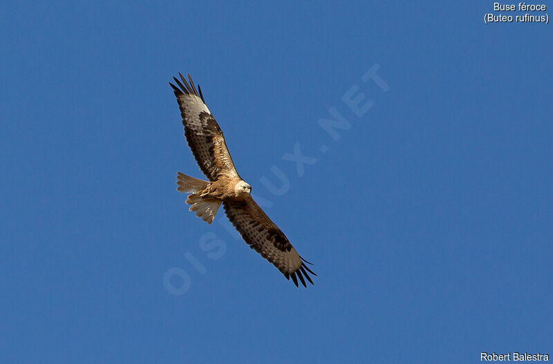 Long-legged Buzzard