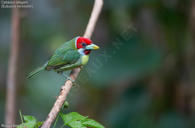 Versicolored Barbet male