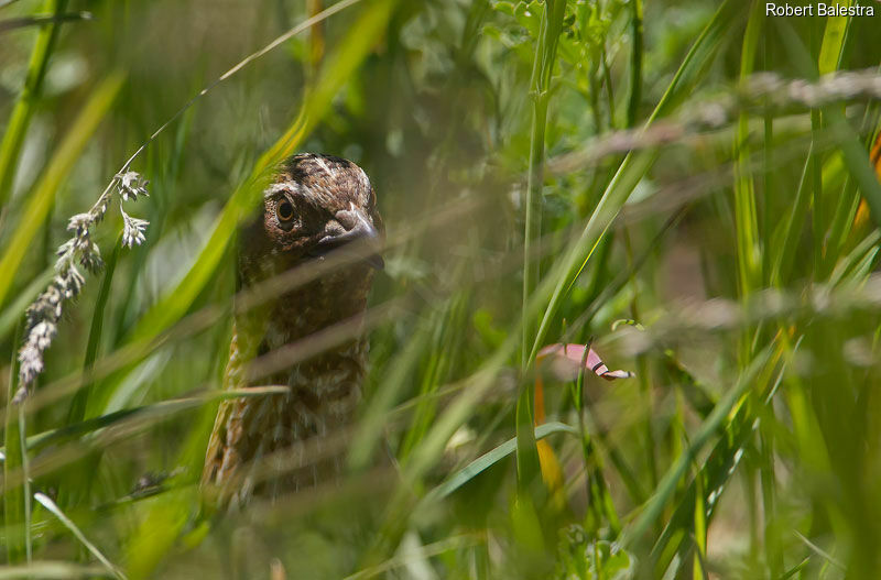 Common Quail