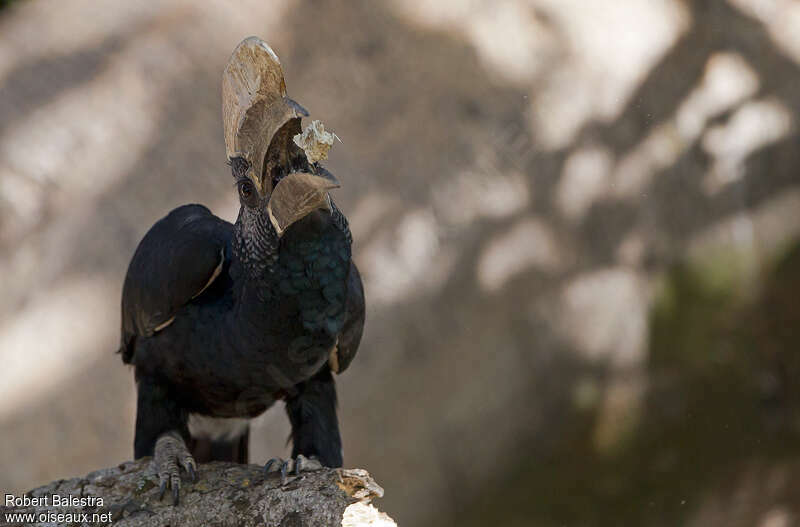 Silvery-cheeked Hornbill male adult, eats