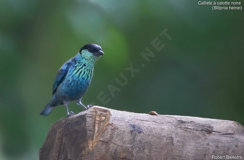 Black-capped Tanager