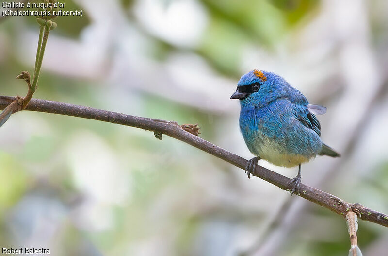 Golden-naped Tanager