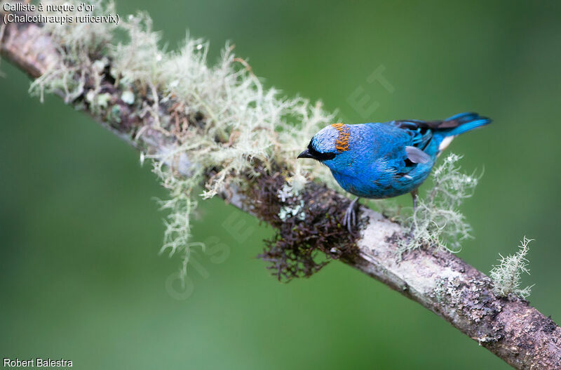 Golden-naped Tanager