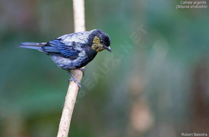 Silver-backed Tanager male