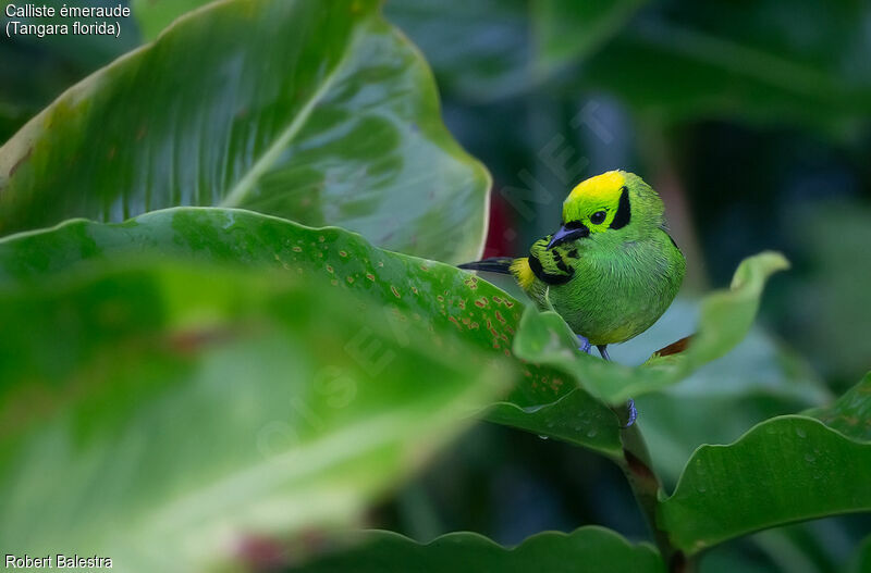 Emerald Tanager