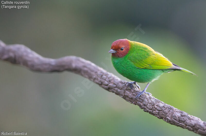 Bay-headed Tanager