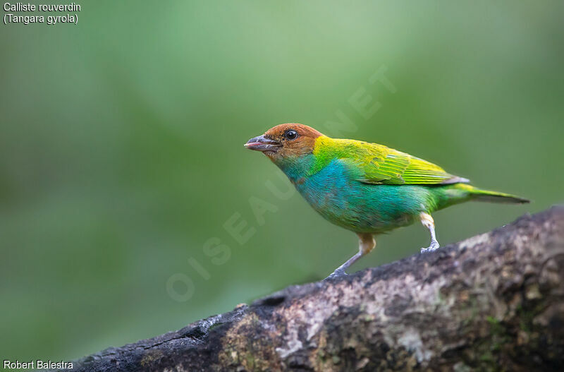 Bay-headed Tanager