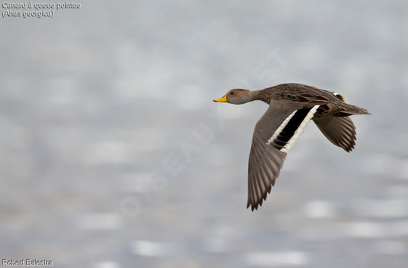 Yellow-billed Pintail