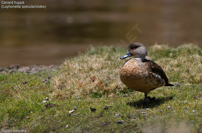 Crested Duck