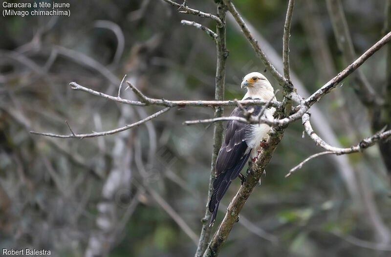 Caracara à tête jaune