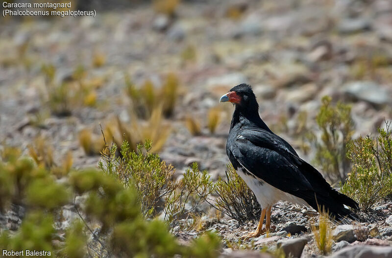 Mountain Caracara