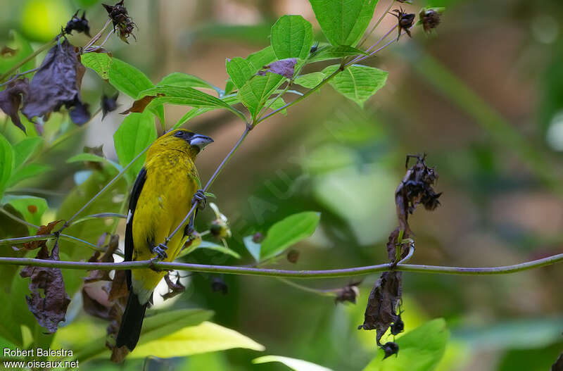 Black-thighed Grosbeak male adult, habitat, pigmentation