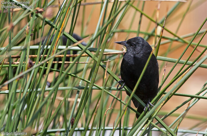 Yellow-winged Blackbird