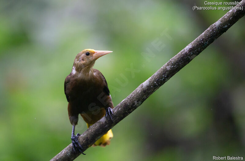 Russet-backed Oropendola