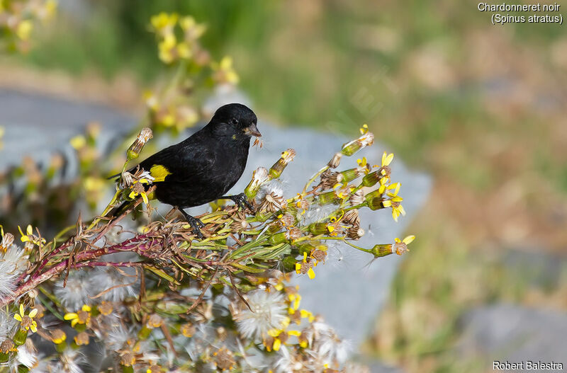 Chardonneret noir