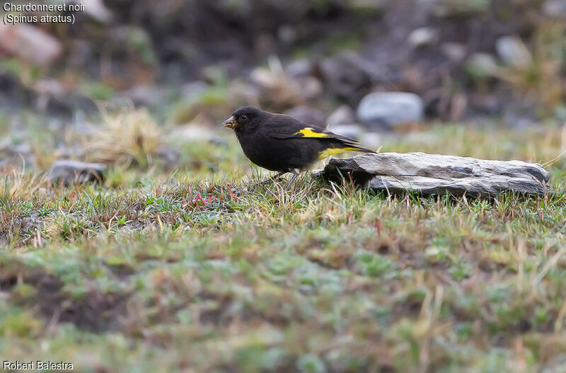 Black Siskin