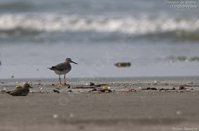 Grey-tailed Tattler