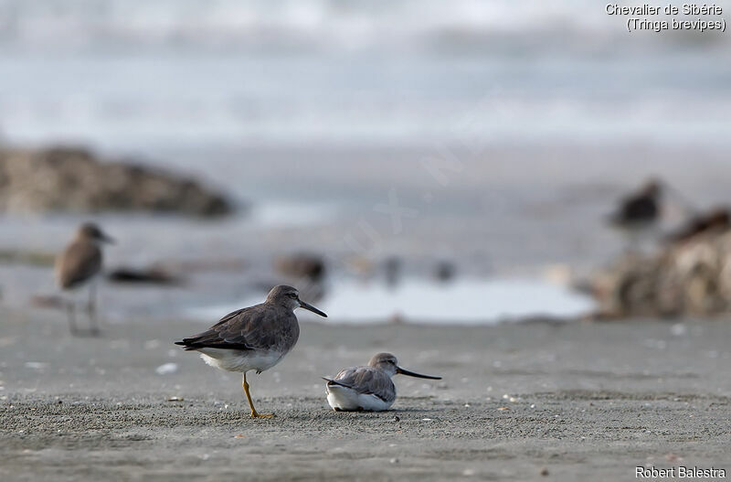 Grey-tailed Tattler, habitat