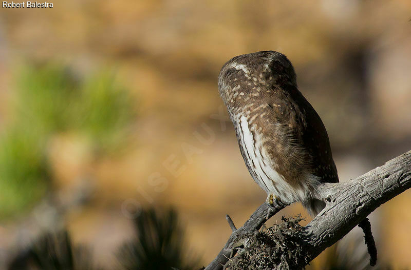 Eurasian Pygmy Owl