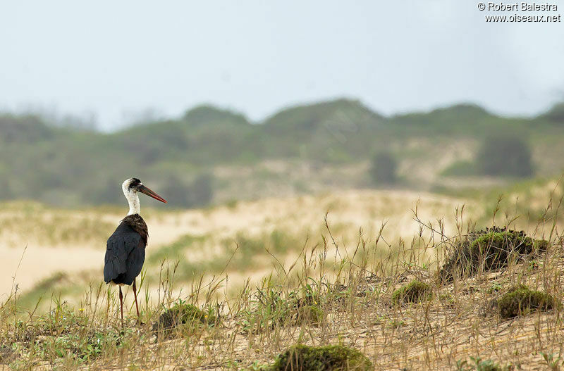 Cigogne à pattes noires