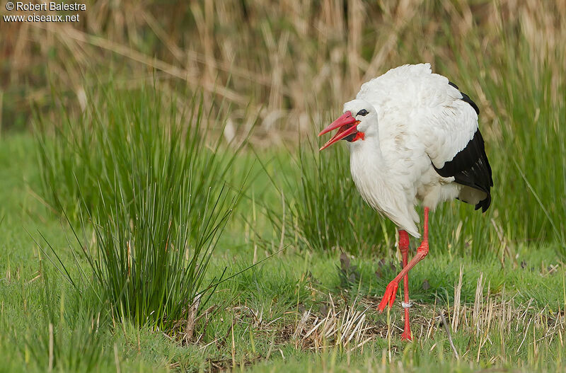 White Stork