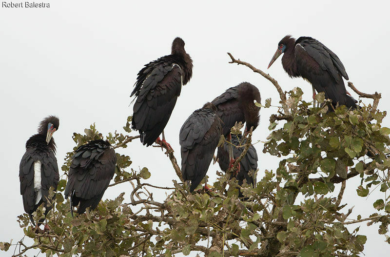 Abdim's Stork