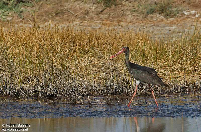 Black Stork